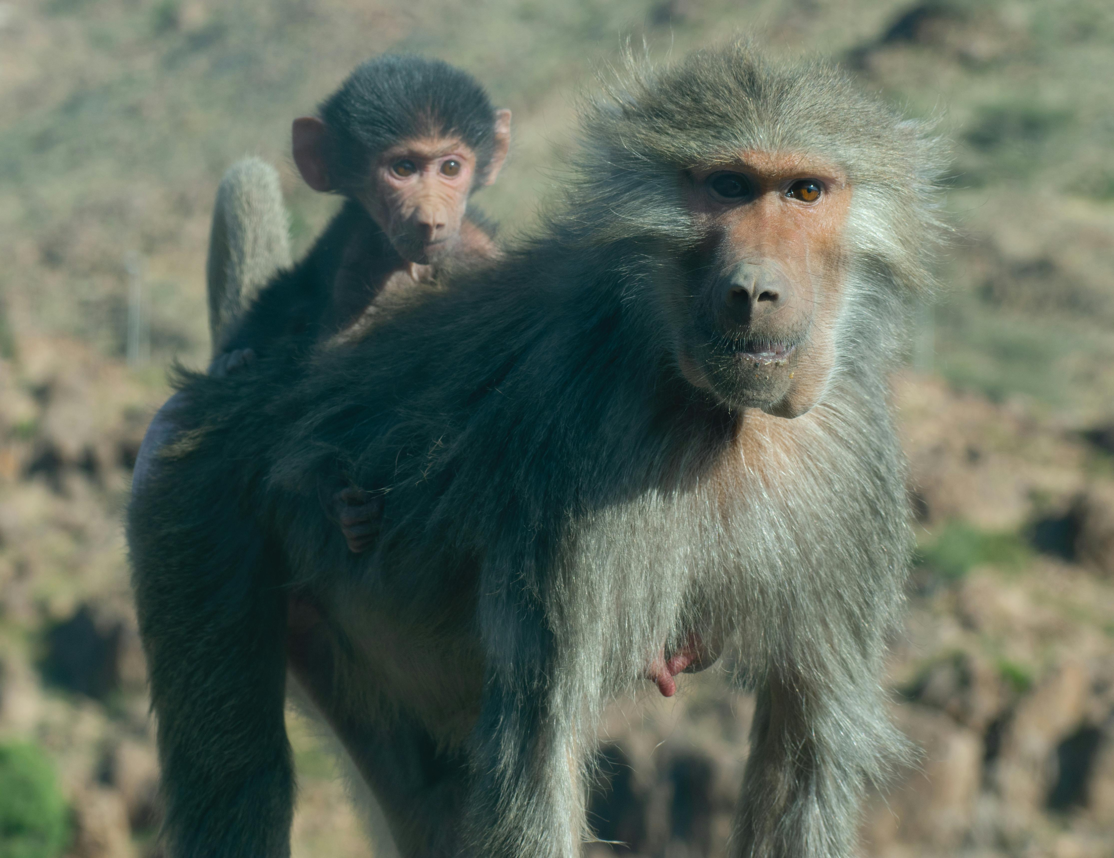 An Adult Monkey Carrying a Young One on its Back · Free Stock Photo