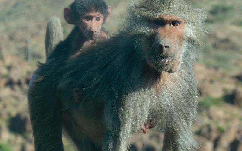Wildlife and Nature Encounters in Saudi Arabia (2026)