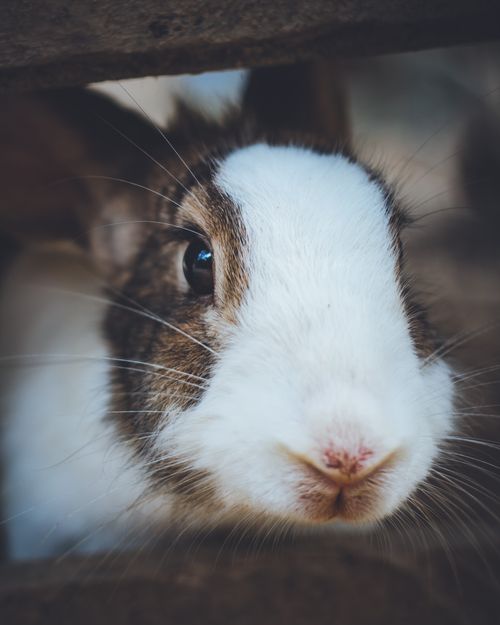 Free Close-up view of a curious rabbit peeking through wooden bars. Stock Photo