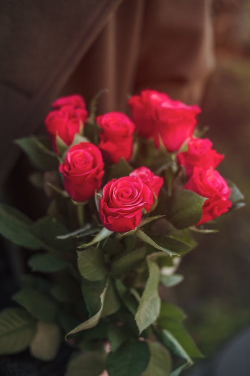 Free From above of elegant bouquet of fresh red roses in hand of crop unrecognizable crop person in stylish coat on sunny day Stock Photo