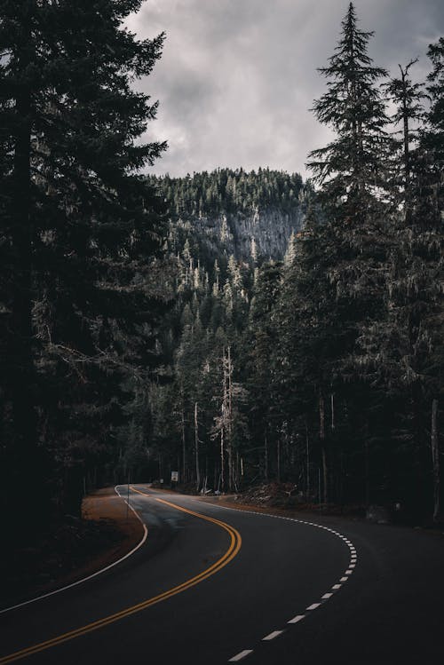 Empty road between overgrown trees on mountain under cloudy sky