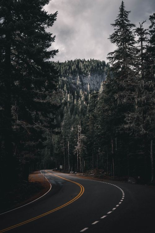Free Wavy asphalt roadway between high coniferous trees near mount under gloomy sky in evening Stock Photo