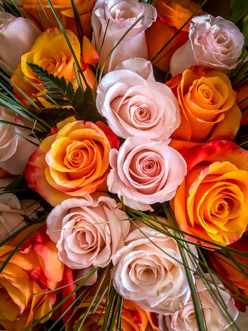 Free Pink And Orange Roses Stock Photo