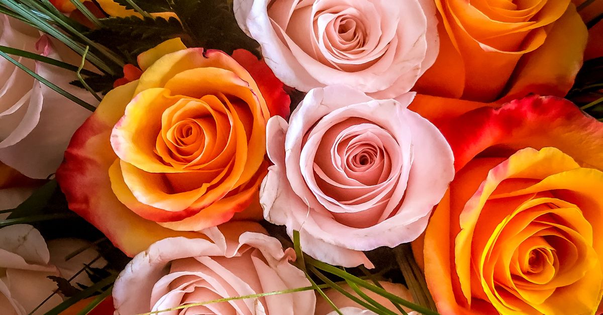 Pink And Orange Roses · Free Stock Photo