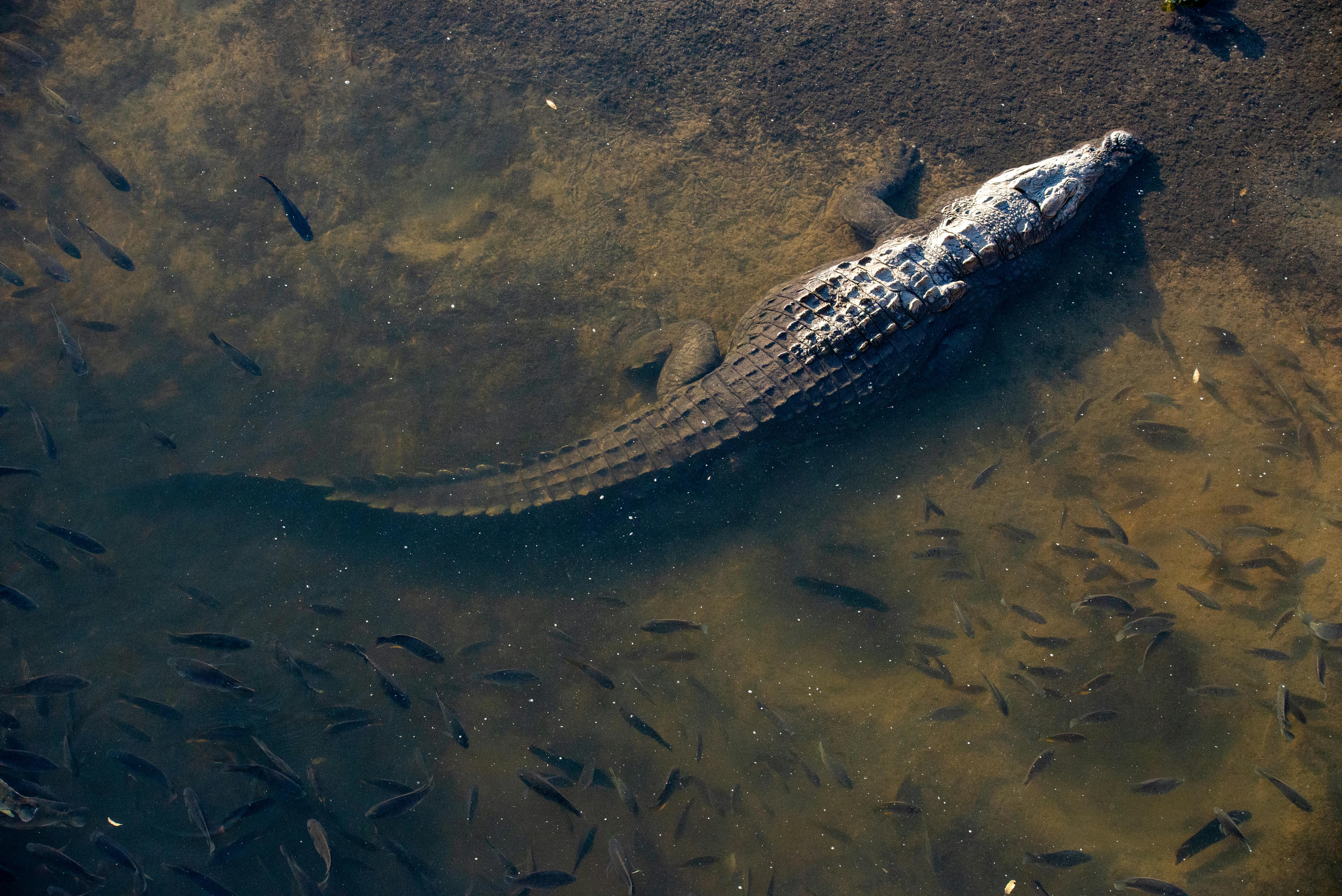Shady Camp Barramundi Fishing