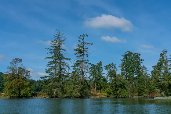 The deep blue water of Lake Crescent ringed by forest