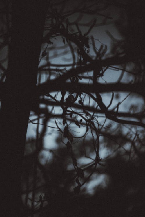 Branches of tree growing in dark woods at night