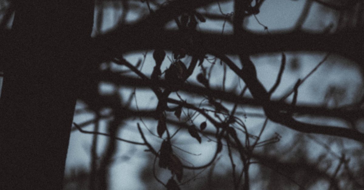 Tree In Dark Branches of tree growing in dark woods at night · Free Stock Photo