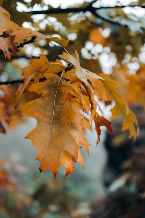 Kostenloses Stock Foto zu herbst hintergrund, herbstästhetik, herbstblätter