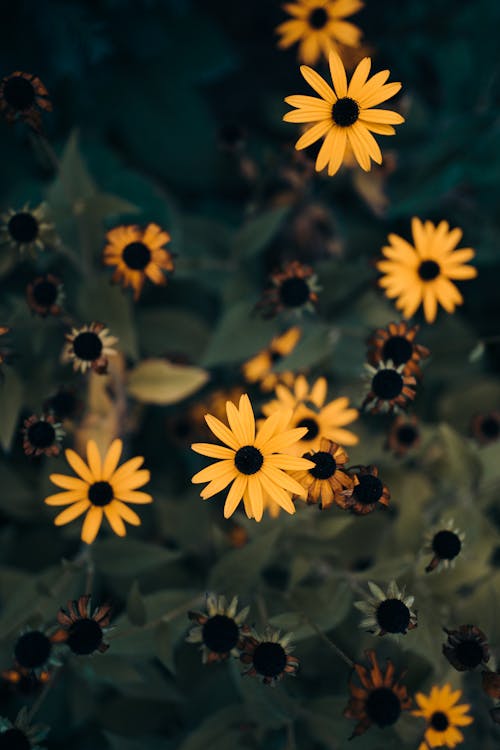 Kostenloses Stock Foto zu asteraceae, blumenphotographie, blütenköpfe