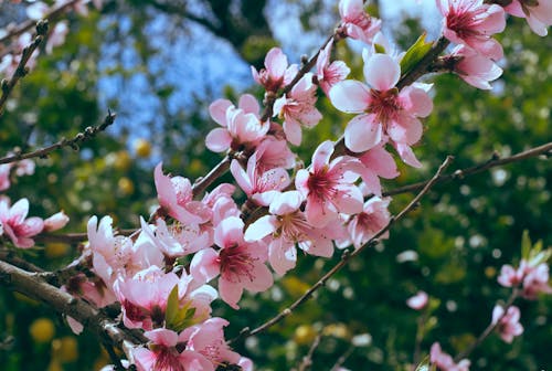 ピンクの花