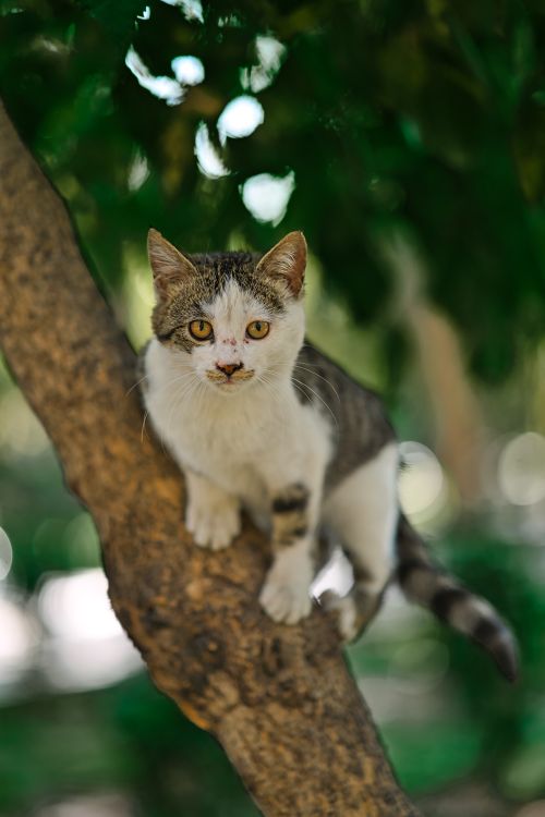 Free Adorable kitten sitting on a tree branch, showcasing its curious and playful nature in a lush outdoor setting. Stock Photo
