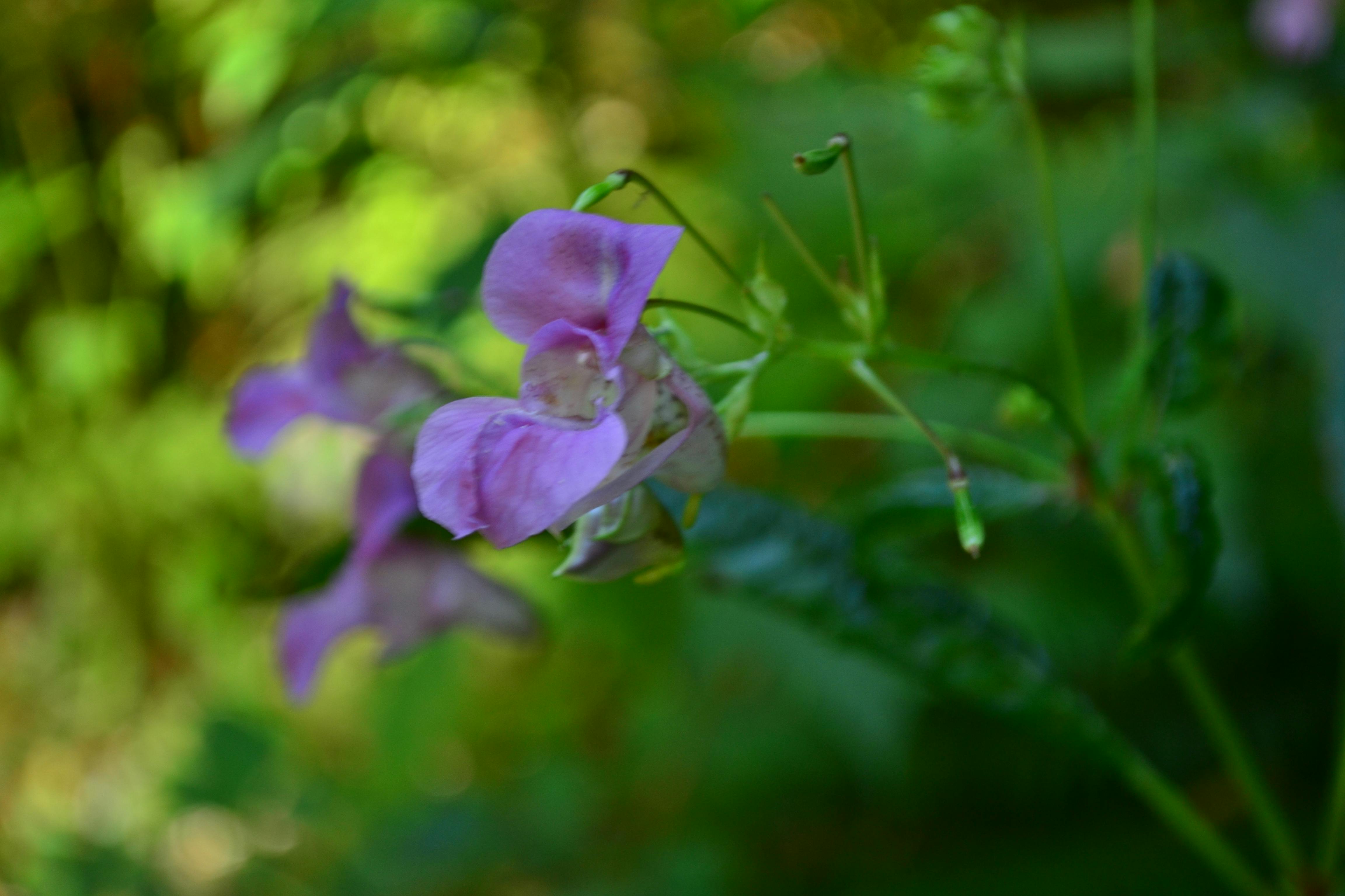 Tiếp viên hàng không Vietnam Airlines