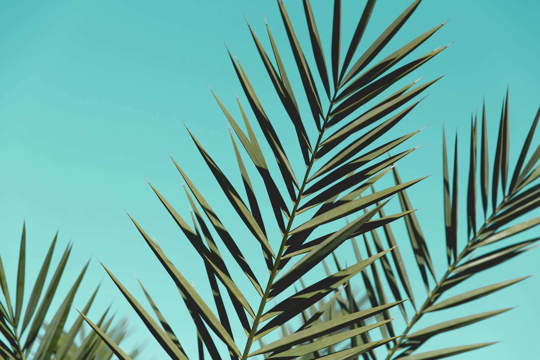 Close-up of green palm leaves with a bright blue sky backdrop, perfect for nature themes.