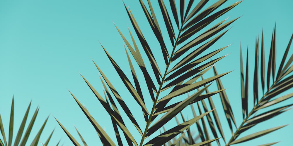 Nồi chiên không dầu Sharp - Giải pháp hoàn hảo cho bữa ăn ngon và lành mạnh