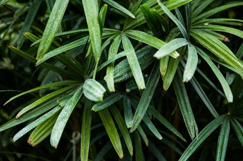 Grüne Blattpflanze