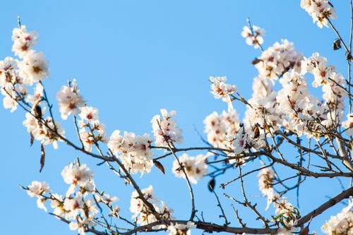 Free A branch of cherry blossoms blooming against a clear blue sky, symbolizing spring. Stock Photo