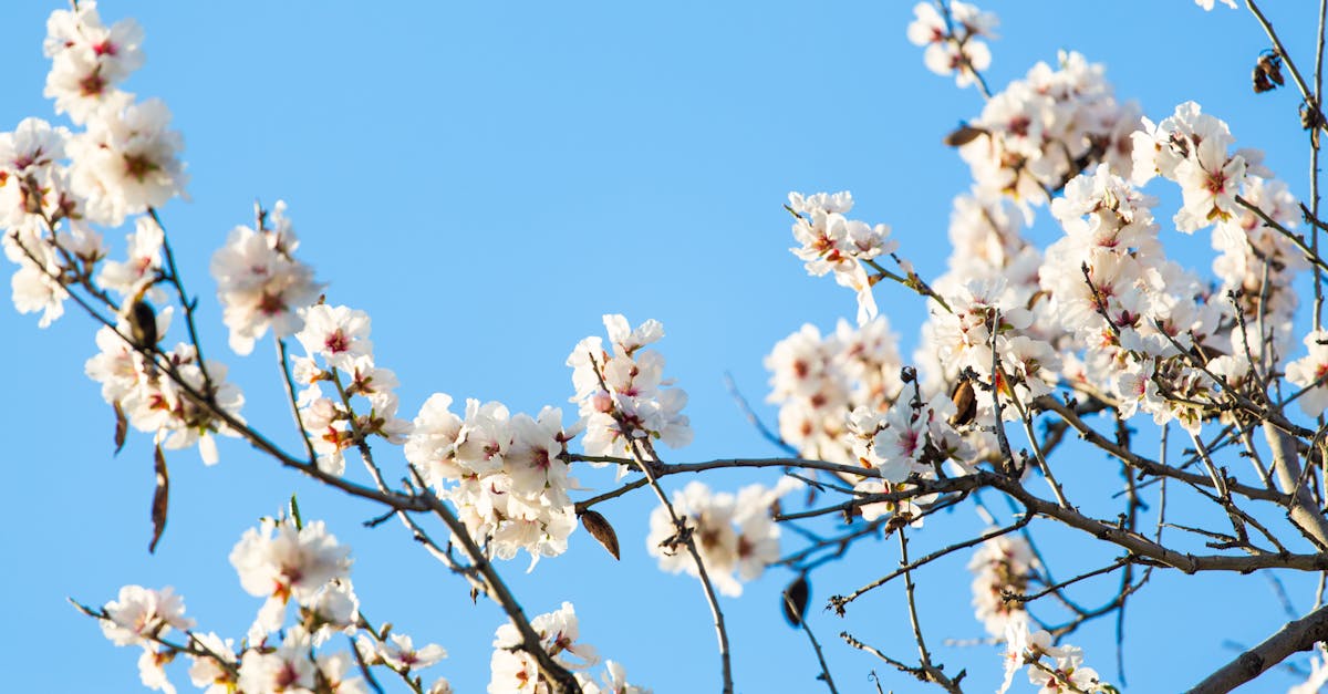 Free stock photo of april, beauty in nature, blossom