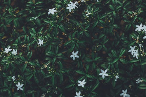 꽃이 피는, 꽃잎, 정원의 무료 스톡 사진