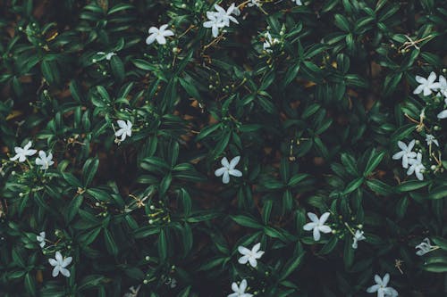 Jasmine Flowers in Blossoms