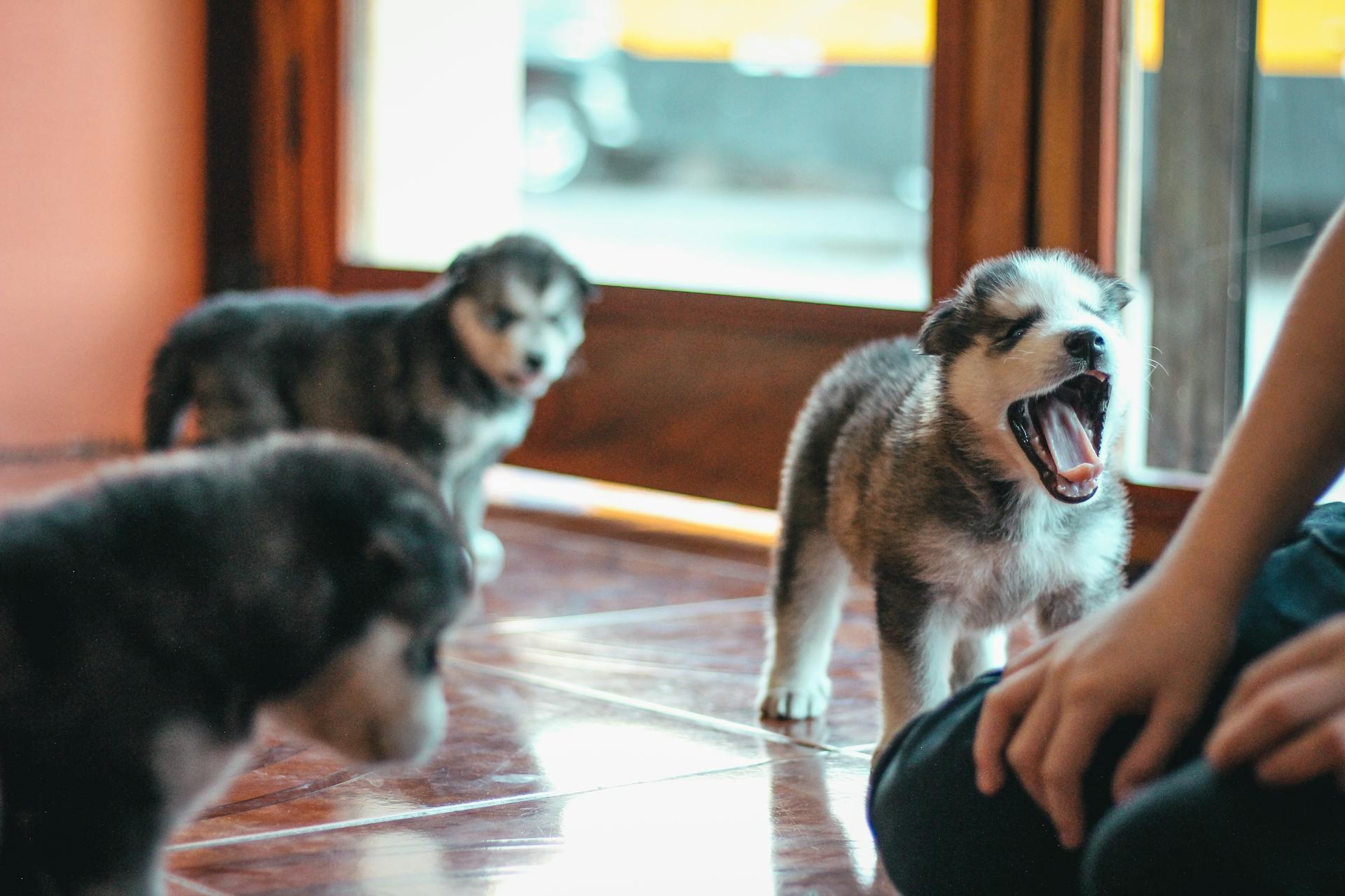 Husky-puppy's met een persoon in de buurt van wandramen