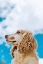Golden fluffy dog under blue sky