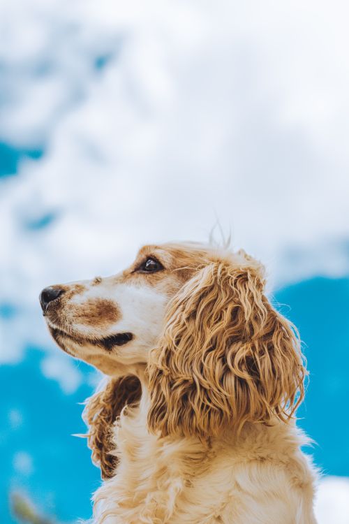 Free From below of curly English Cocker Spaniel looking away sitting in nature against white clouds Stock Photo