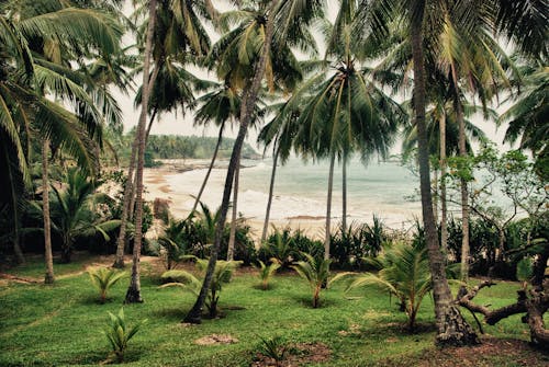 Tropical palm grove on sandy beach