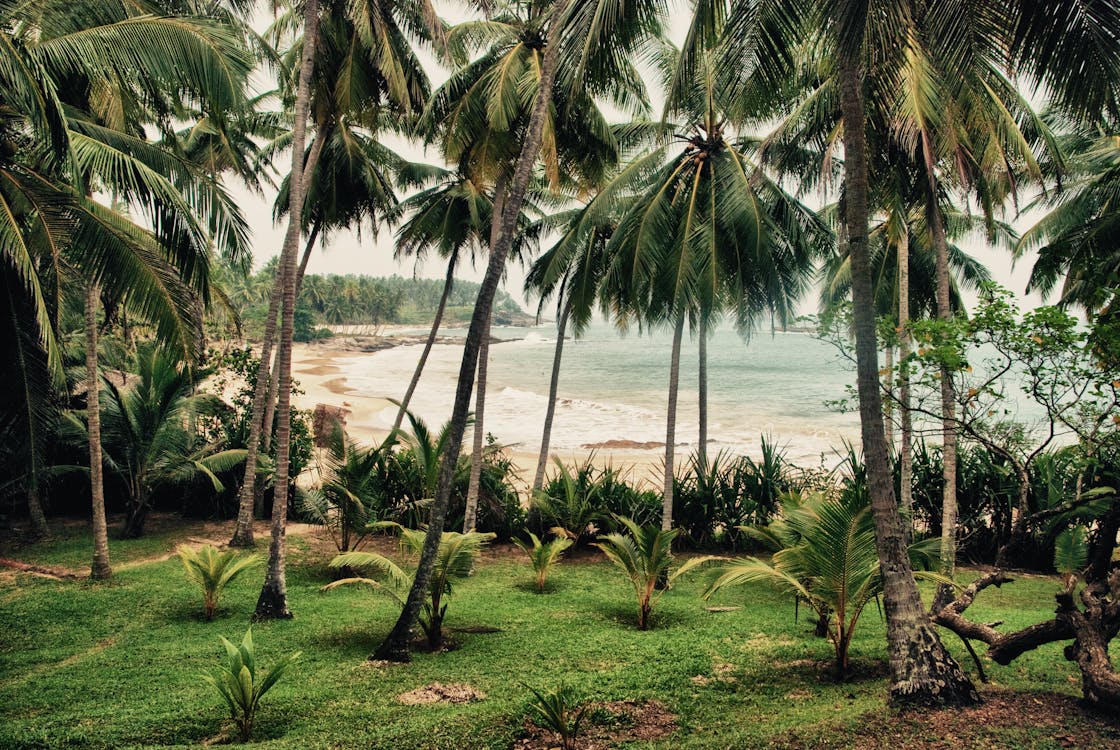 沙灘上的熱帶棕櫚樹叢