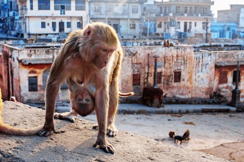 Monkey with baby on city roof