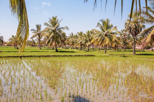 Foto profissional grátis de agricultura, água, aumento