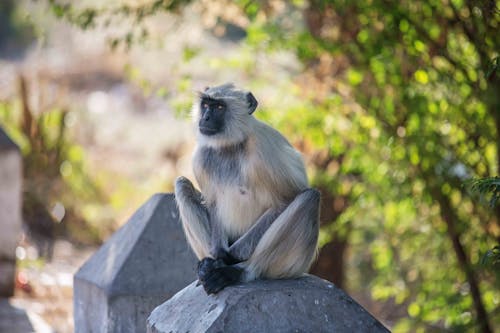 Wild Hanuman monkey on stone in park