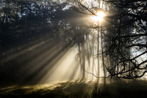 Free Sun Rays in the Forest Stock Photo