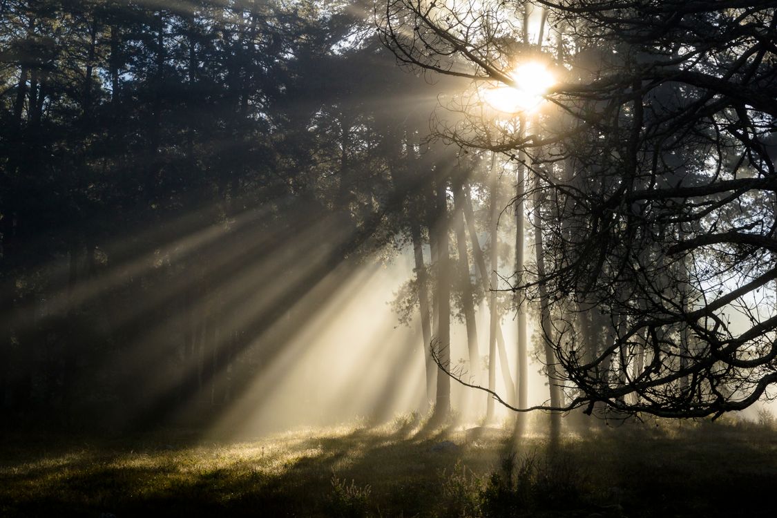 Sun Rays in the Forest · Free Stock Photo