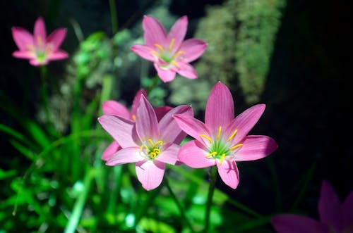 Ücretsiz Mor Yapraklı çiçekler Stok Fotoğraflar