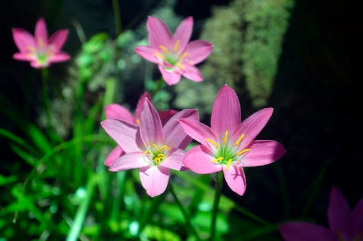 Close-up of vivid pink rain lily flowers blooming in lush green foliage.
