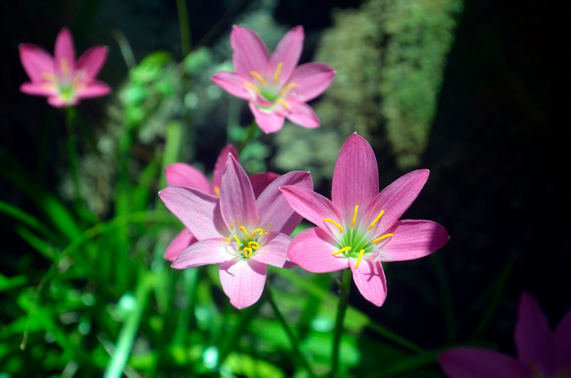 Základová fotografie zdarma na téma botanický, detail, flóra