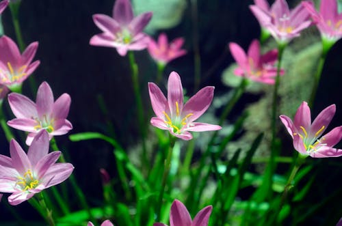 Foto d'estoc gratuïta de flor rosa, flors, flors boniques