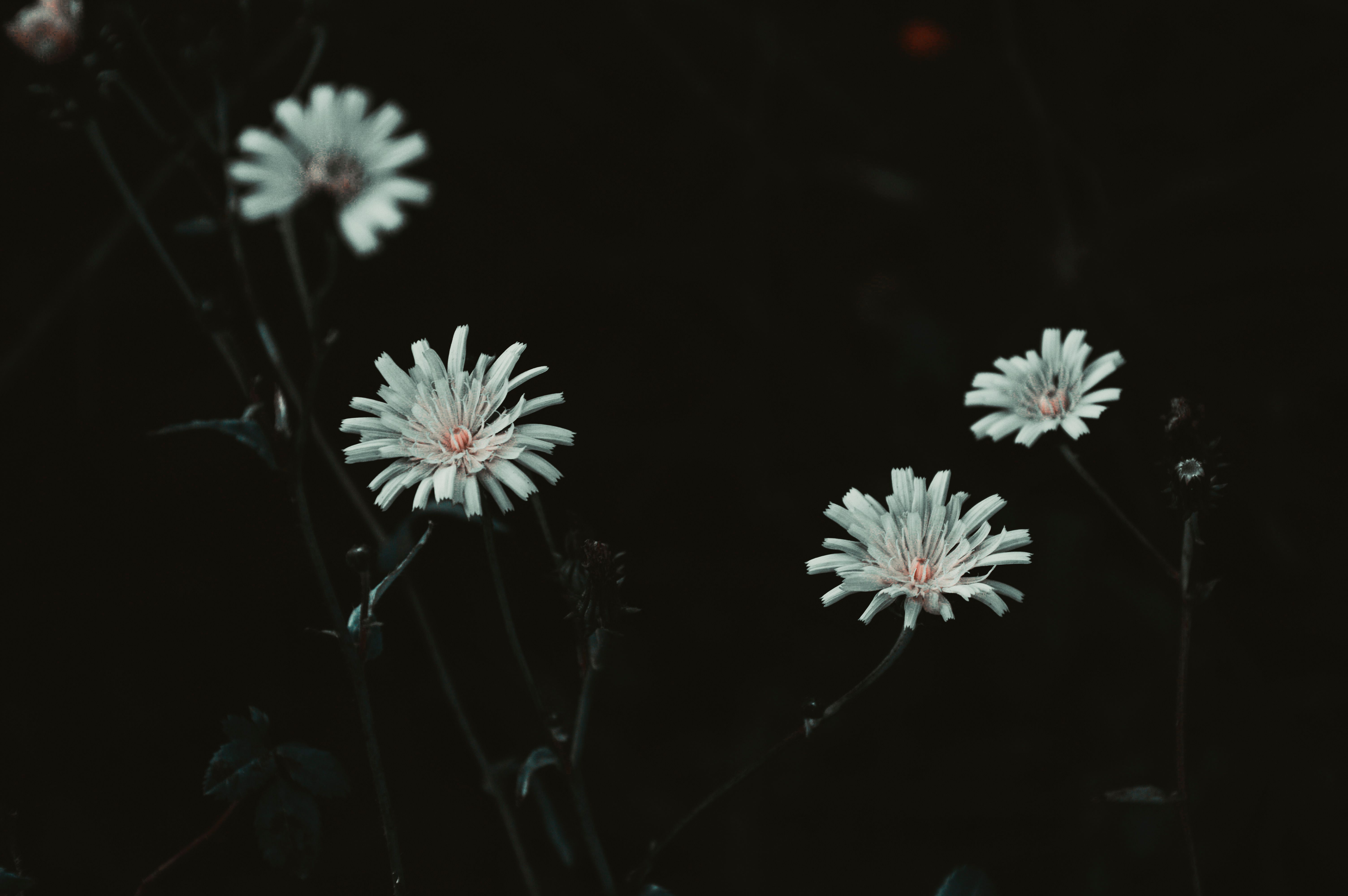 Exploring Dystopia in 'Flowers for the Wind' by Nick Christofides