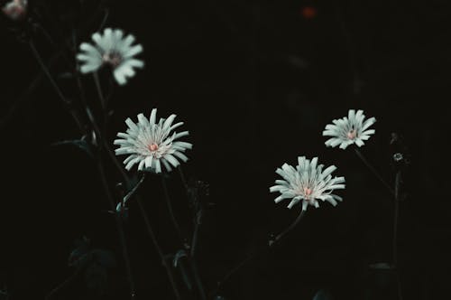 Ingyenes stockfotó fehér virágok, fekete, háttér témában Stockfotó