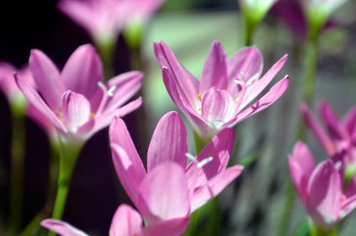 Foto d'estoc gratuïta de flor, flors, flors boniques