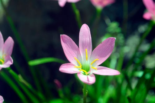 Foto d'estoc gratuïta de flor rosa, flors, flors boniques