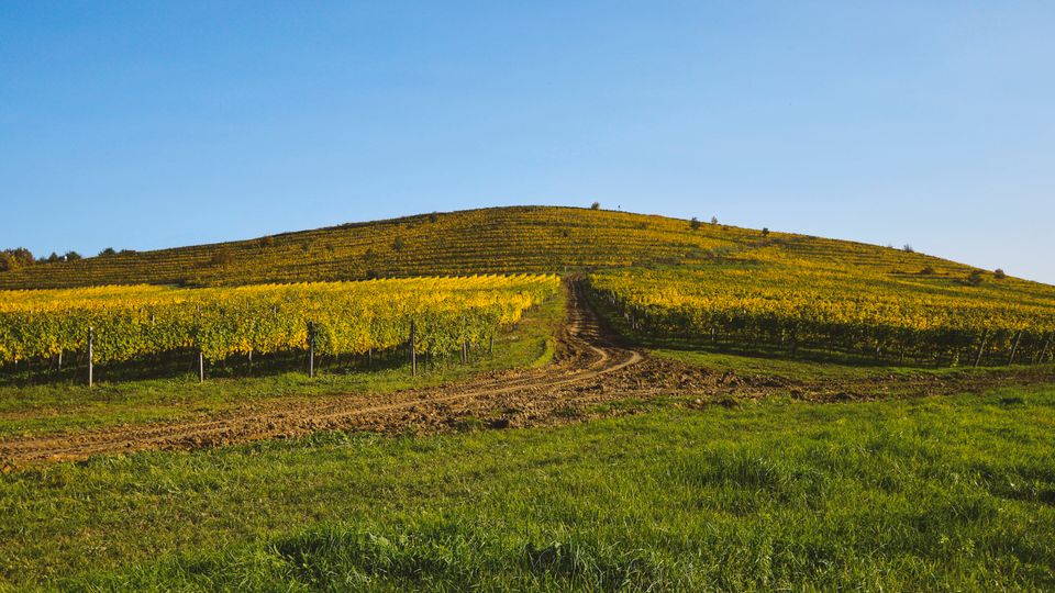 Traspasa un negocio rural con ayuda económica