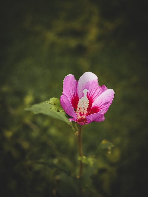 A Beautiful Pink Flower in Bloom