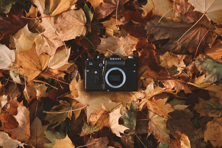 Black Zenit Camera On Dried Leaves