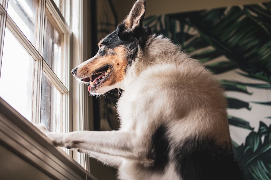 Does a Pet Camera Actually Help with Separation Anxiety? Adorable Border Collie eagerly looking out the window indoors. Bright, playful moment captured.