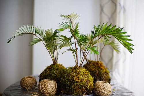Free Green Plant on Brown Woven Basket Stock Photo