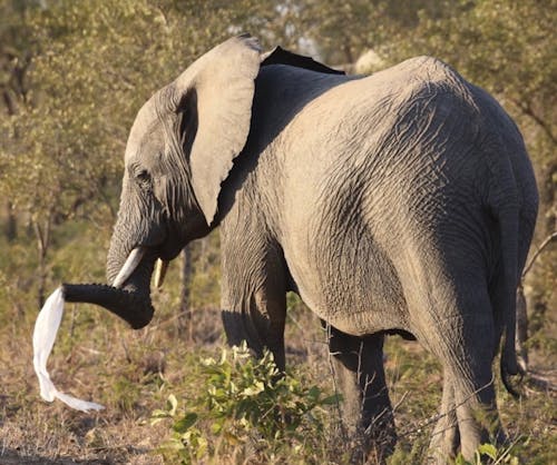Foto d'estoc gratuïta de elefant, elefant africà, elefant nadó