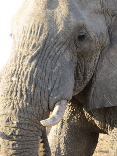 Foto d'estoc gratuïta de elefant, elefant africà, ullals d'elefant