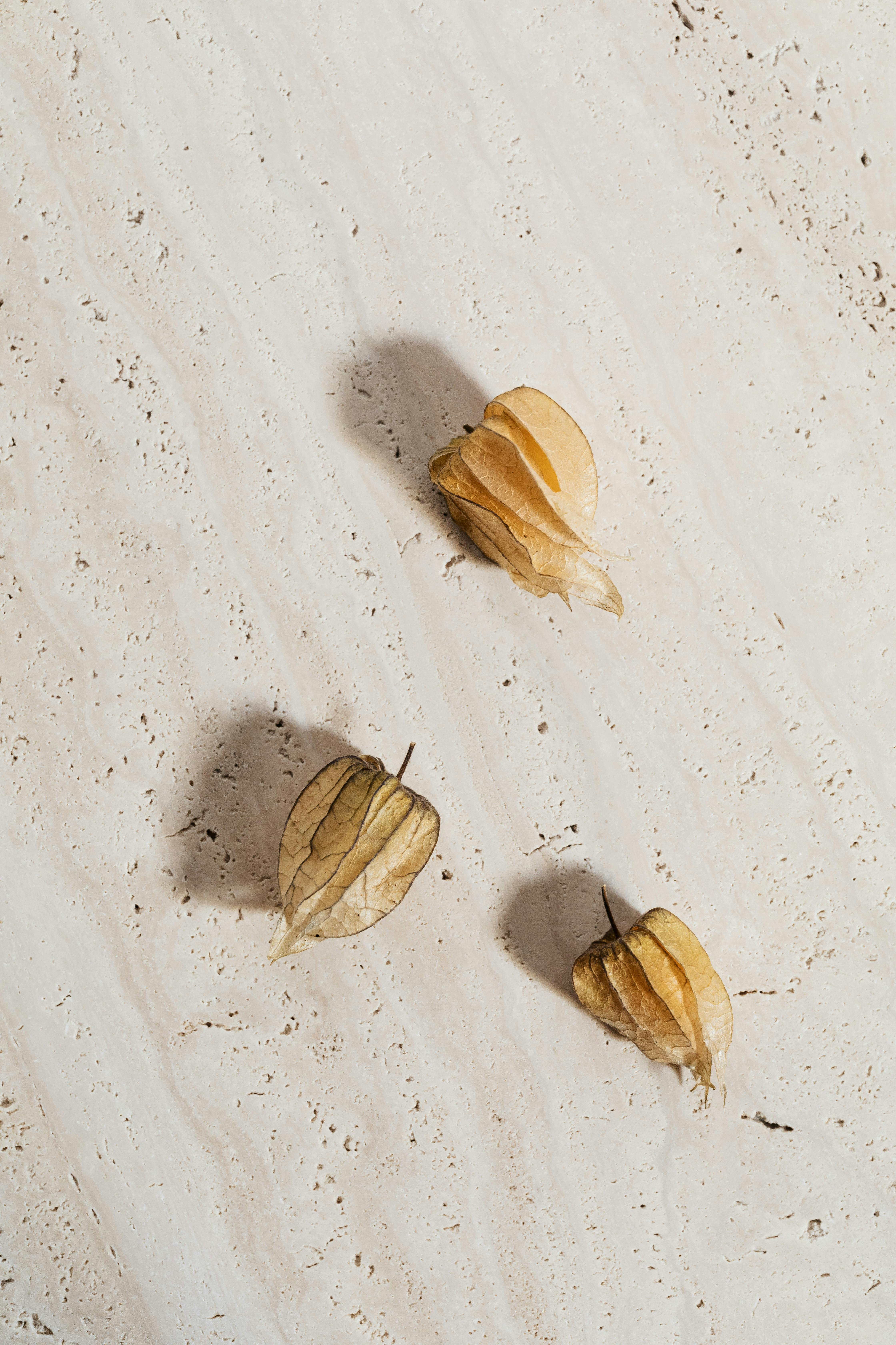 Top view of three dry Cape Gooseberries on a textured white surface.